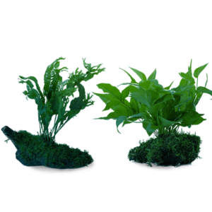Hygrophila Corymbosa Compact