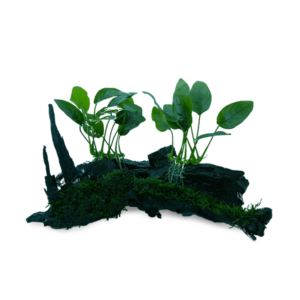 Bacopa Caroliniana