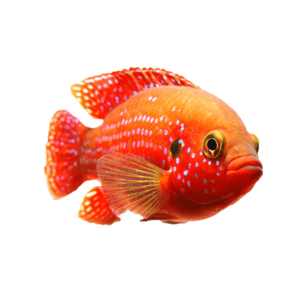 African jewelfish