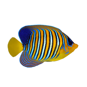 Angel fish