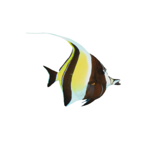 Moorish Idol