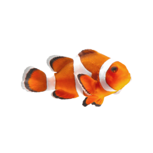 reef fish