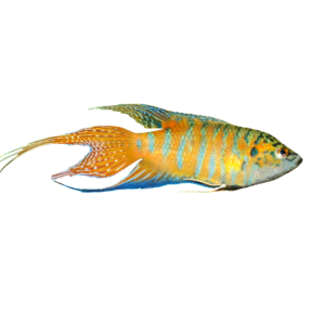Paradise fish