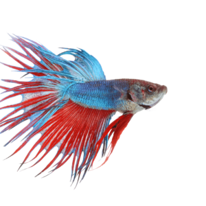 betta fighting