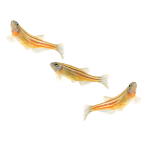 yellow danio zebrafish